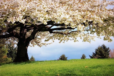 Spring Cherry Tree Wallpapers