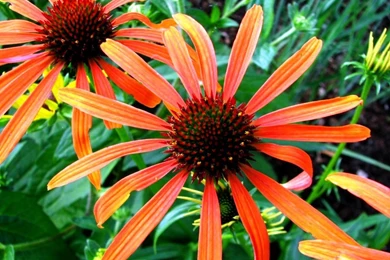 Simple Steps To Gain Free Beauty Wallpapers For Computers ...