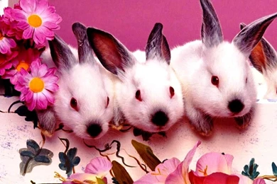 Free Wallpapers For Computers