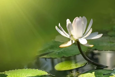 Free Wallpapers For Computers White Lotus Flower Exposed To ...