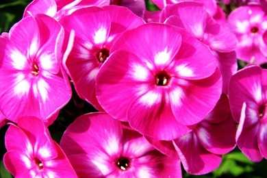 Free Beauty Wallpapers For Computer 09 Photos Of Simple Steps To ...