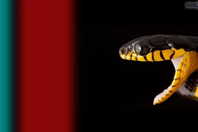 Snake Wallpapers « Animal Spot