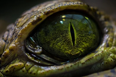 Snake Eye Wallpapers