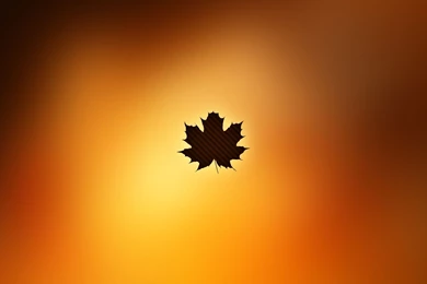 Download Leaves Canadian Wallpapers 1920x1200