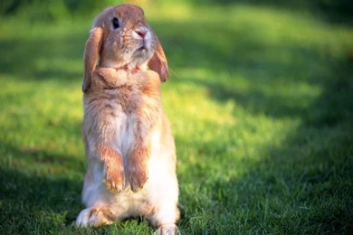 Rabbit HD Wallpapers