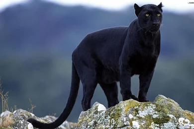Black Jaguar Vs Black Leopard Wallpaper.
