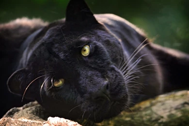 Panther Leopard Black Face Eyes Wallpapers