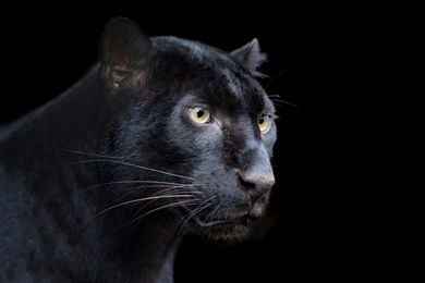 Black Leopard HD Wallpapers