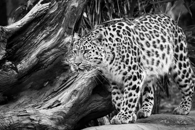 Black And White Wild Leopard Wallpapers   1920x1080   842094