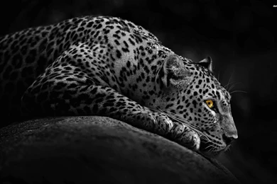 Resting Leopard Wallpapers   Animal Wallpapers