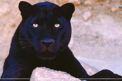 Do Not Stare At Me, Black Leopard Wallpapers