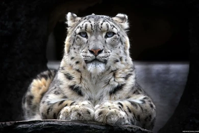 Black Backgrounds Snow Leopard Wallpapers   New HD Wallpapers