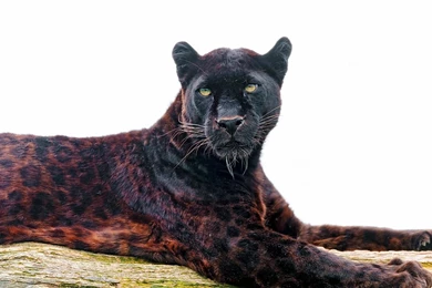 Gorgeous Black Leopard HD Desktop Wallpapers : Widescreen : High ...