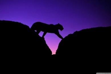 African Leopard HD Desktop Wallpapers : High Definition ...