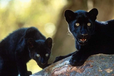 Black Leopard   Wallpapers Zoom