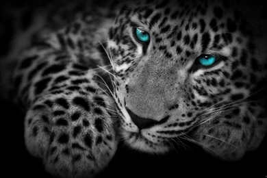 LeoparD 8 Blue Eye Wallpapers   Gallery   Wallpapers For All