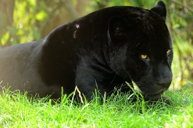 Black Leopard Wallpapers