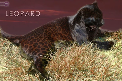 Leopard Wallpapers « Animal Spot
