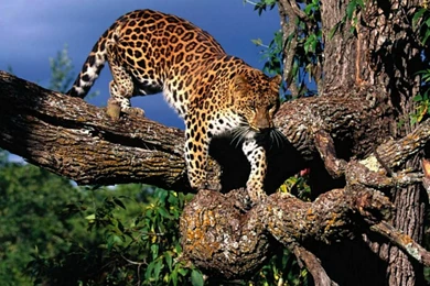 17 Amazing Leopard Wallpapers HD   Tapandaola111
