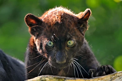 Black Leopard   Wallpaper.