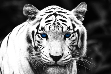 Blue Eyed Tiger >> HD Wallpaper, Get It Now!