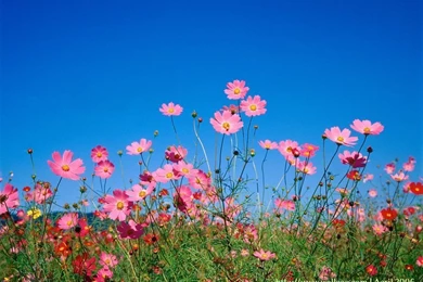 Spring Background Images Free