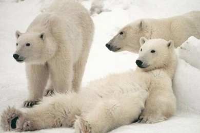 Polar Bear Family Wallpapers,Polar Bear Wallpapers & Pictures Free ...