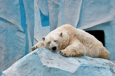 Sleeping Polar Bear Wallpapers