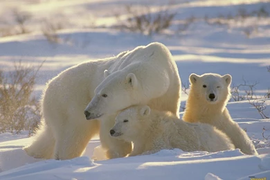 YouWall   Polar Bears Wallpapers   Wallpaper,wallpapers,free ...