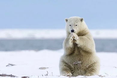 Polar Bear Wallpapers Download Best Collection Of White Bear