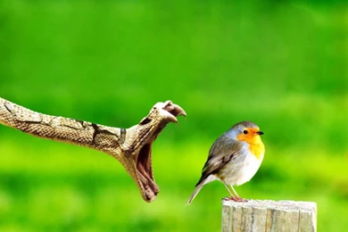 Free Hq Wallpapers Of Horrifying Snake Eating A Bird Your Top HD ...