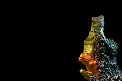 Green Iguana Hq Wallpapers Your Top HD Wallpapers