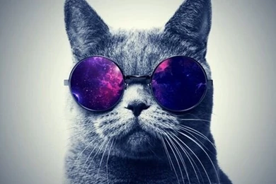 Background, Cat, Cute, Funny, Phone, Wallpaper, Weird   Image ...