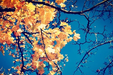 Yellow Autumn Leaves Desktop Backgrounds Desktop Backgrounds Hq ...