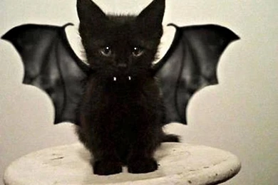 Cats: Bat Cat Kitty Kitten Feline Pictures For HD 16:9 High ...