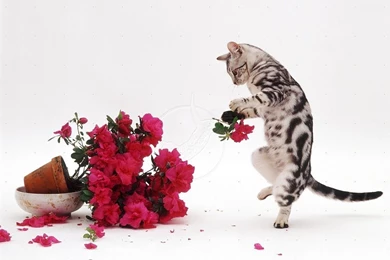 Tabby Kitten Playing Flowers Animals Cats Silver Cat Destroying ...