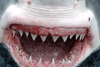 Download Wallpapers 750x1334 Shark, Teeth, Face, Anger iPhone 6 HD ...