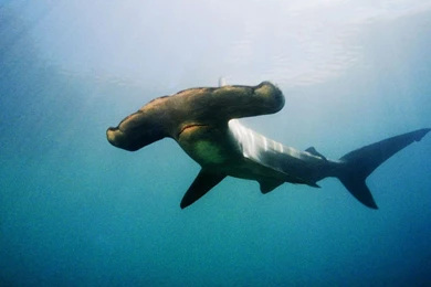 Pics, Facts, Funny Stuff About Animals & Nature Shark Wallpapers