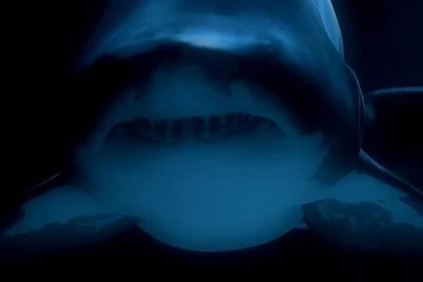 Shark Iphone Wallpapers Hd   ... Shark Pit wrestling Iphone Hd ...