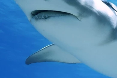 Download Wallpapers 750x1334 Shark, Swim, Sea, Ocean, Predator ...