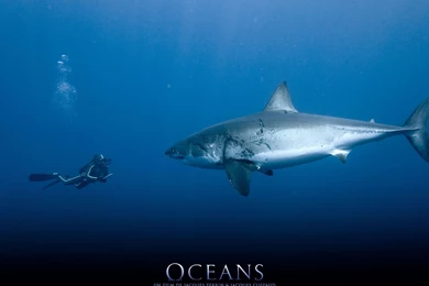 Pics, Facts, Funny Stuff About Animals & Nature Shark Desktop ...