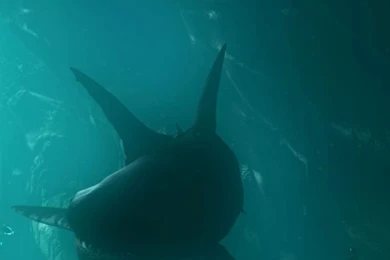 Shark Underwater 640x1136.jpg