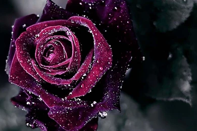 Rose Wallpapers Hd Free To Download