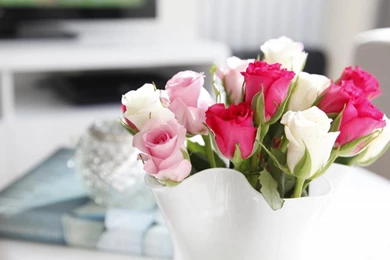 Gallery For   Pink And White Roses Wallpapers