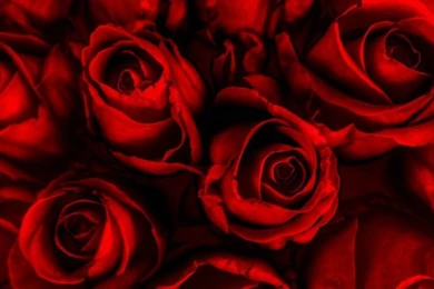 Red Roses Wallpapers Wide FG6   Pretty Wallpapers HD