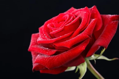 Red Rose HD Wallpapers   HD Images New