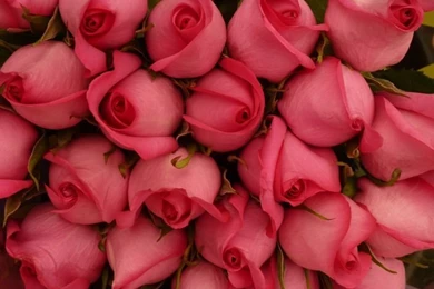 Beautiful Roses HD Wallpapers Roses, Red Rose, Pink Rose, White ...