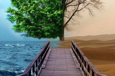 Half Life Tree iPhone 5s Wallpapers Download