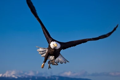 Flying Eagle HD Wallpapers, Flying Eagle Pictures, New Wallpapers