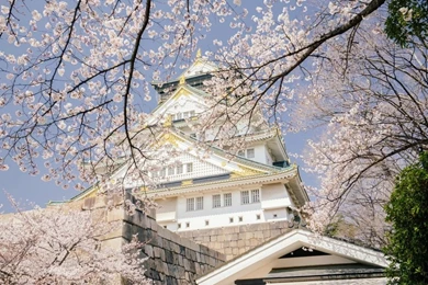 Cherry Tag Wallpapers Page 2: Springtime Germany Cherry Blossoms ...